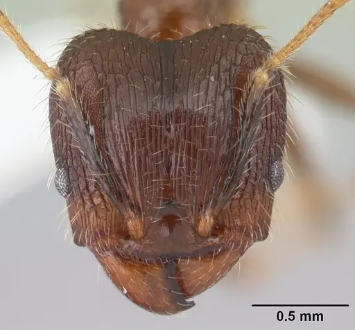 Pheidole fervens - CASENT0178402