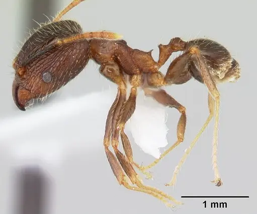 Pheidole fervens - CASENT0178402
