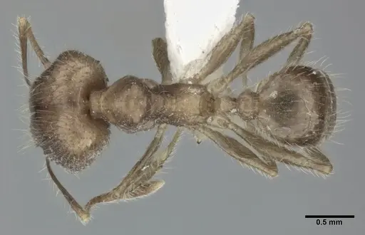 Pheidole fervens - CASENT0246109