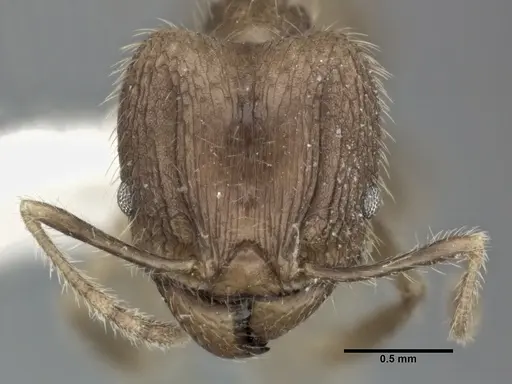 Pheidole fervens - CASENT0246109