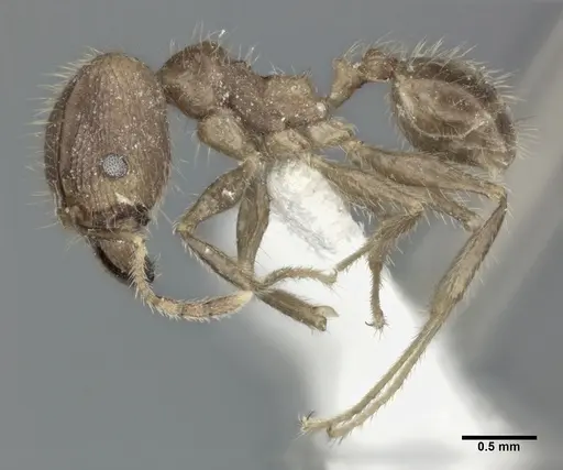 Pheidole fervens - CASENT0246109