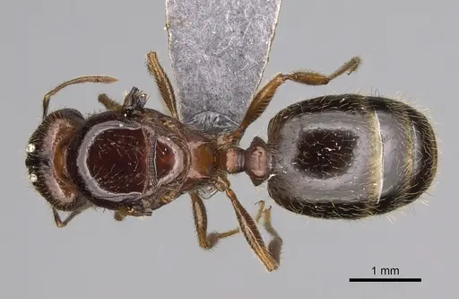 Pheidole fervens - CASENT0248885