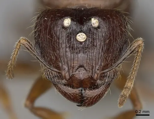 Pheidole fervens - CASENT0248885