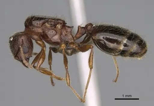 Pheidole fervens - CASENT0248885