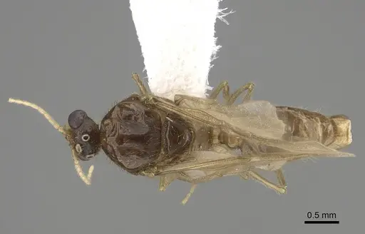 Pheidole fervens - CASENT0862459