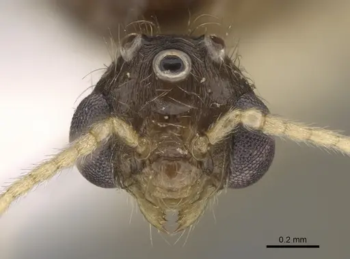 Pheidole fervens - CASENT0862459