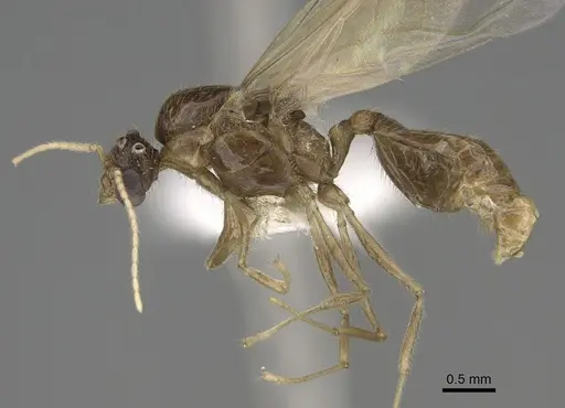 Pheidole fervens - CASENT0862459