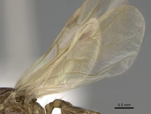 Pheidole fervens - CASENT0862459