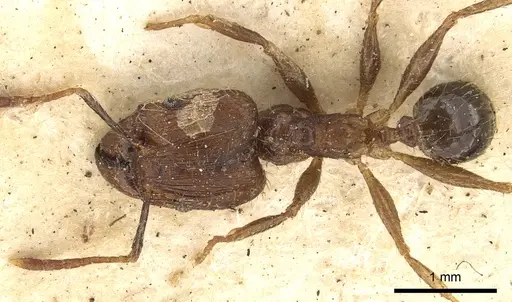 Pheidole fervens - CASENT0901407