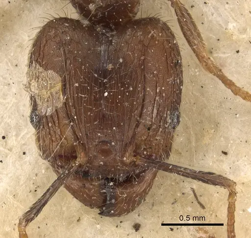 Pheidole fervens - CASENT0901407
