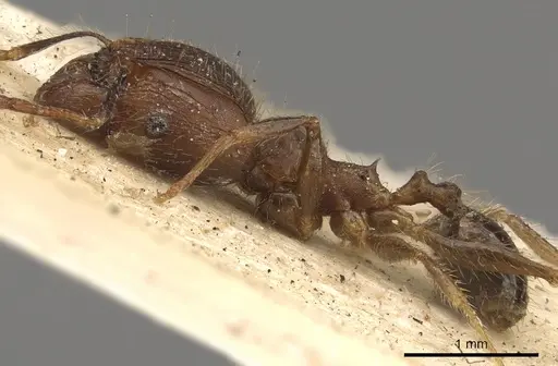 Pheidole fervens - CASENT0901407
