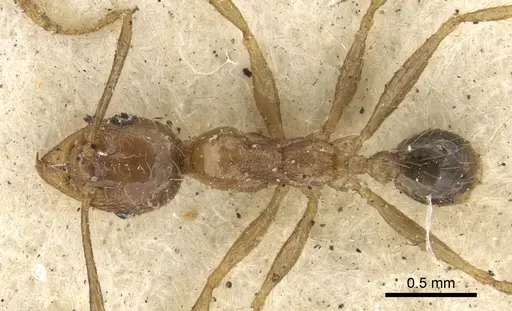 Pheidole fervens - CASENT0901519