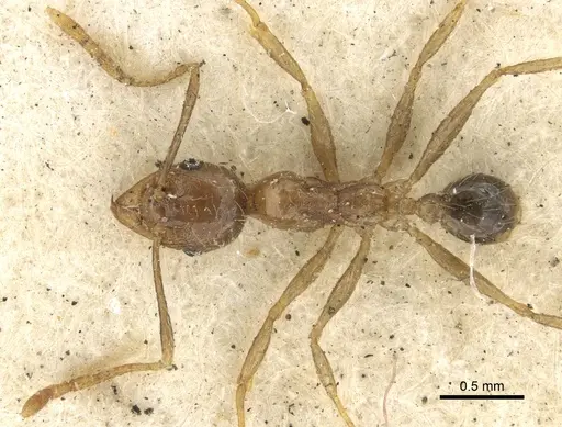 Pheidole fervens - CASENT0901519