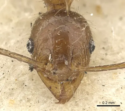 Pheidole fervens - CASENT0901519