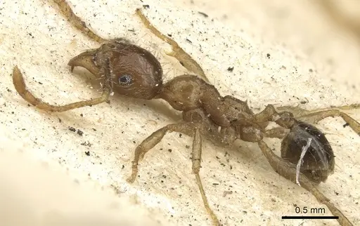 Pheidole fervens - CASENT0901519