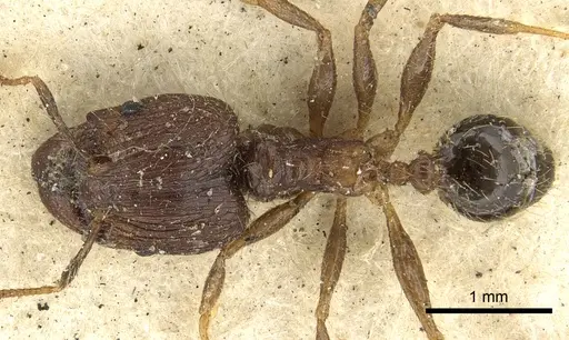 Pheidole fervens - CASENT0901520