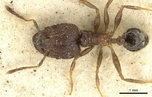 Pheidole fervens - CASENT0901520