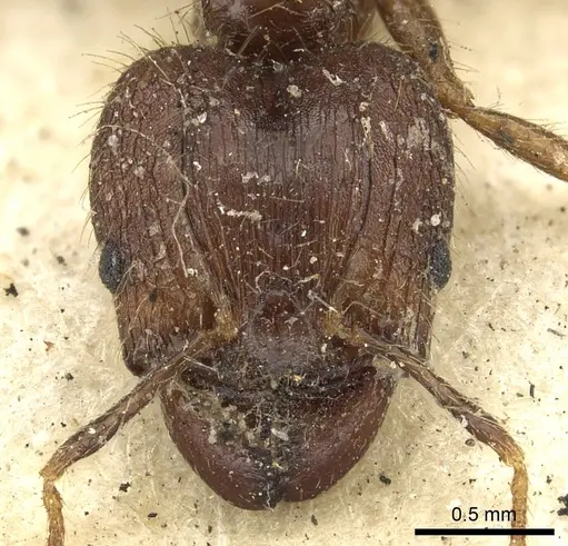 Pheidole fervens - CASENT0901520