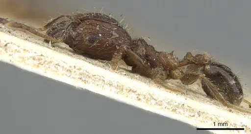 Pheidole fervens - CASENT0901520