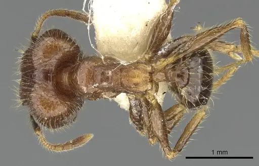Pheidole fervens - CASENT0901521