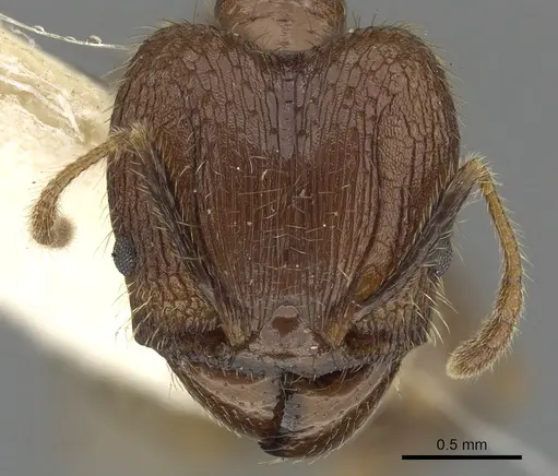 Pheidole fervens - CASENT0901521