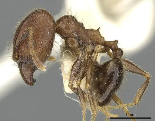 Pheidole fervens - CASENT0901521