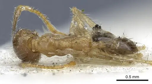 Pheidole fervens - CASENT0901522