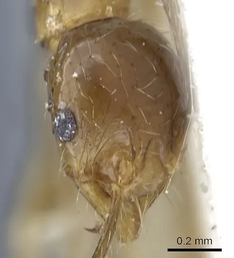 Pheidole fervens - CASENT0901522