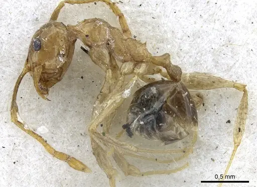 Pheidole fervens - CASENT0901522