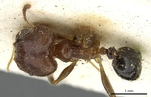 Pheidole fervens - CASENT0901523