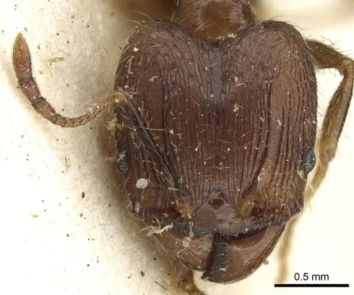Pheidole fervens - CASENT0901523