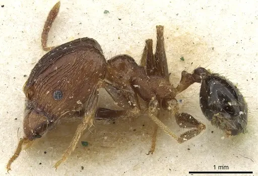 Pheidole fervens - CASENT0901523