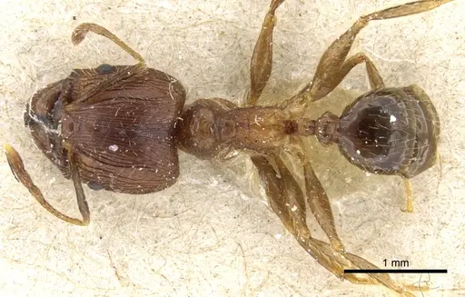 Pheidole fervens - CASENT0904275