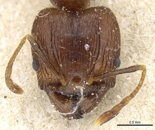 Pheidole fervens - CASENT0904275