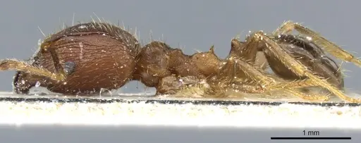 Pheidole fervens - CASENT0904275