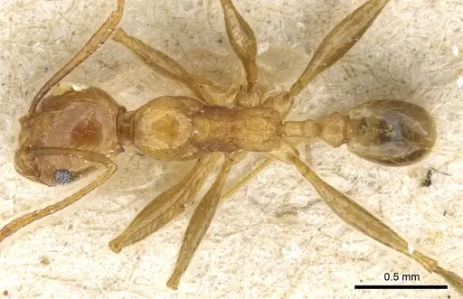 Pheidole fervens - CASENT0904276