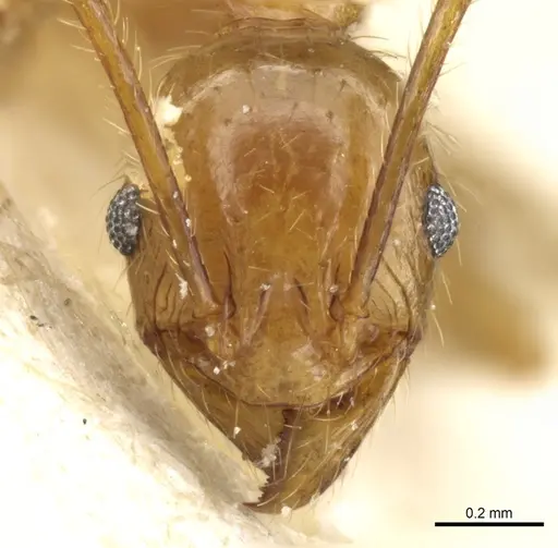 Pheidole fervens - CASENT0904276
