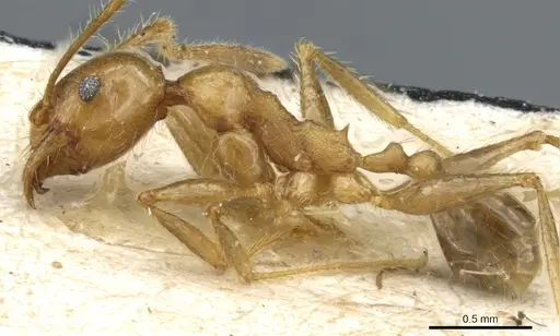 Pheidole fervens - CASENT0904276