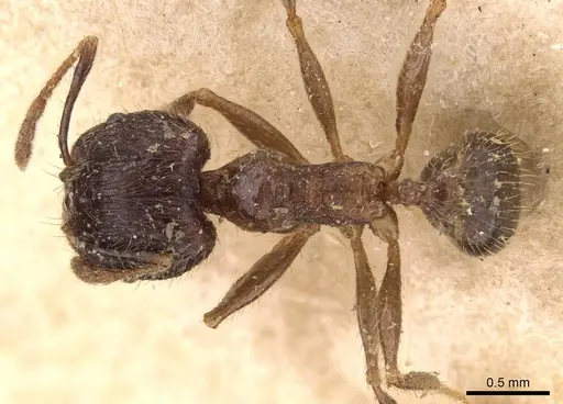 Pheidole fervens - CASENT0907858