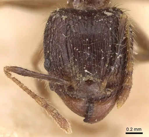 Pheidole fervens - CASENT0907858