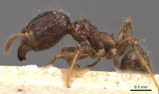 Pheidole fervens - CASENT0907858