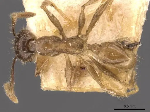 Pheidole fervens - CASENT0907859