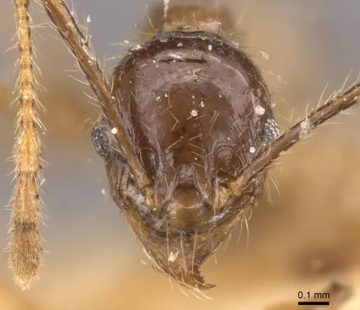 Pheidole fervens - CASENT0907859