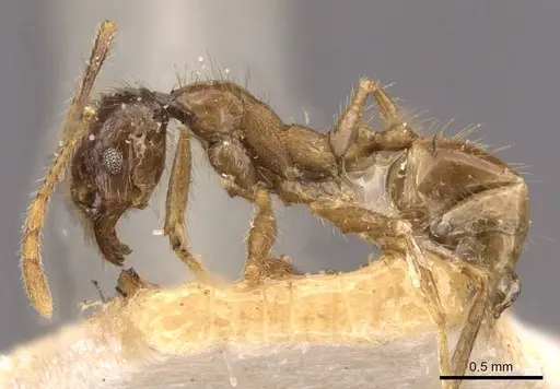 Pheidole fervens - CASENT0907859