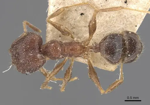 Pheidole fervens - CASENT0907905