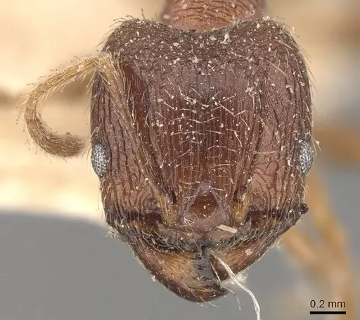Pheidole fervens - CASENT0907905