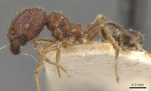 Pheidole fervens - CASENT0907905