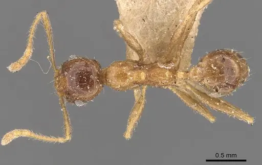 Pheidole fervens - CASENT0907906