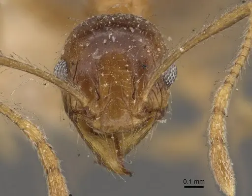 Pheidole fervens - CASENT0907906