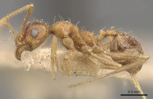 Pheidole fervens - CASENT0907906